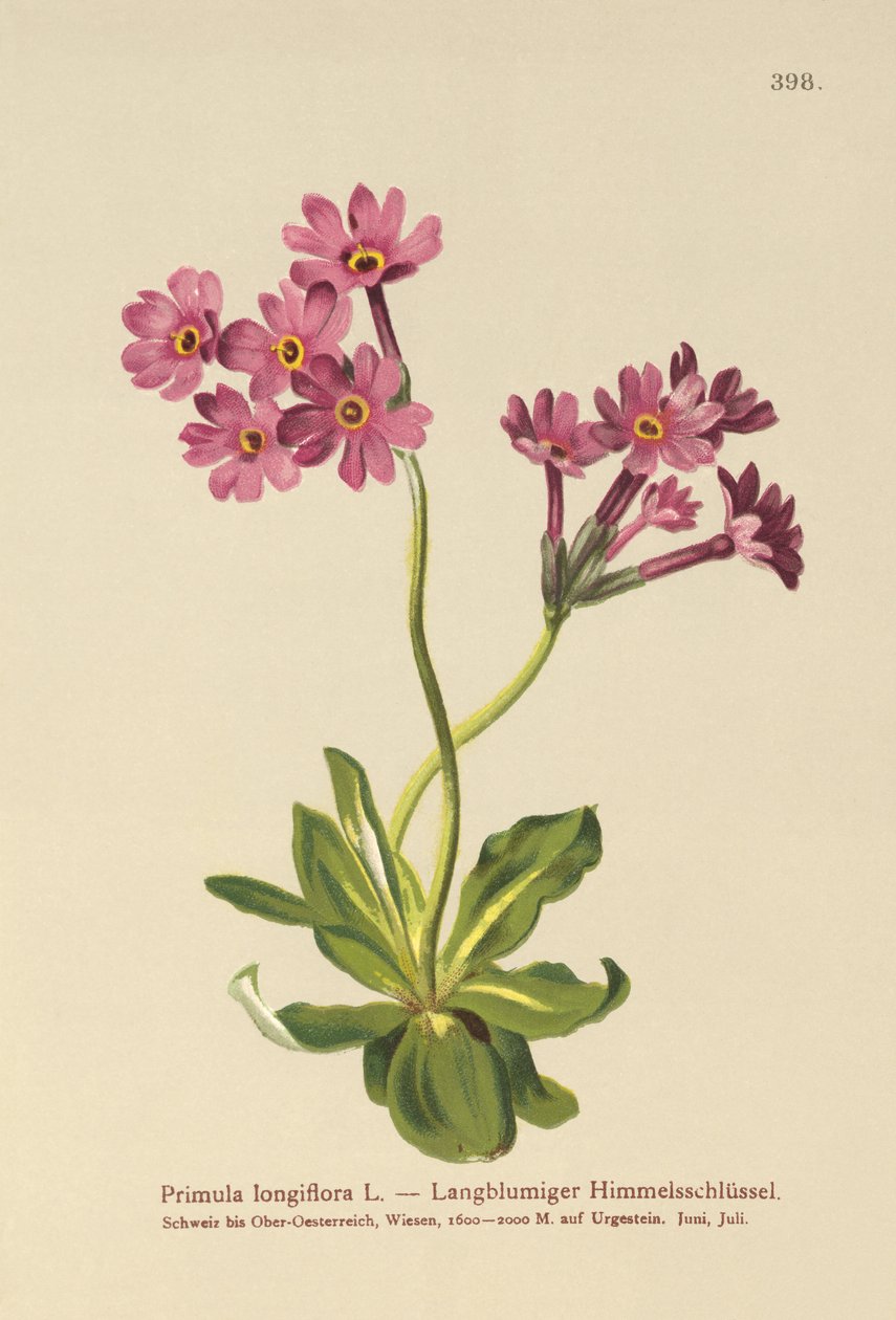 長咲きサクラソウ（Primula longiflora） 作： ドイツ語学校