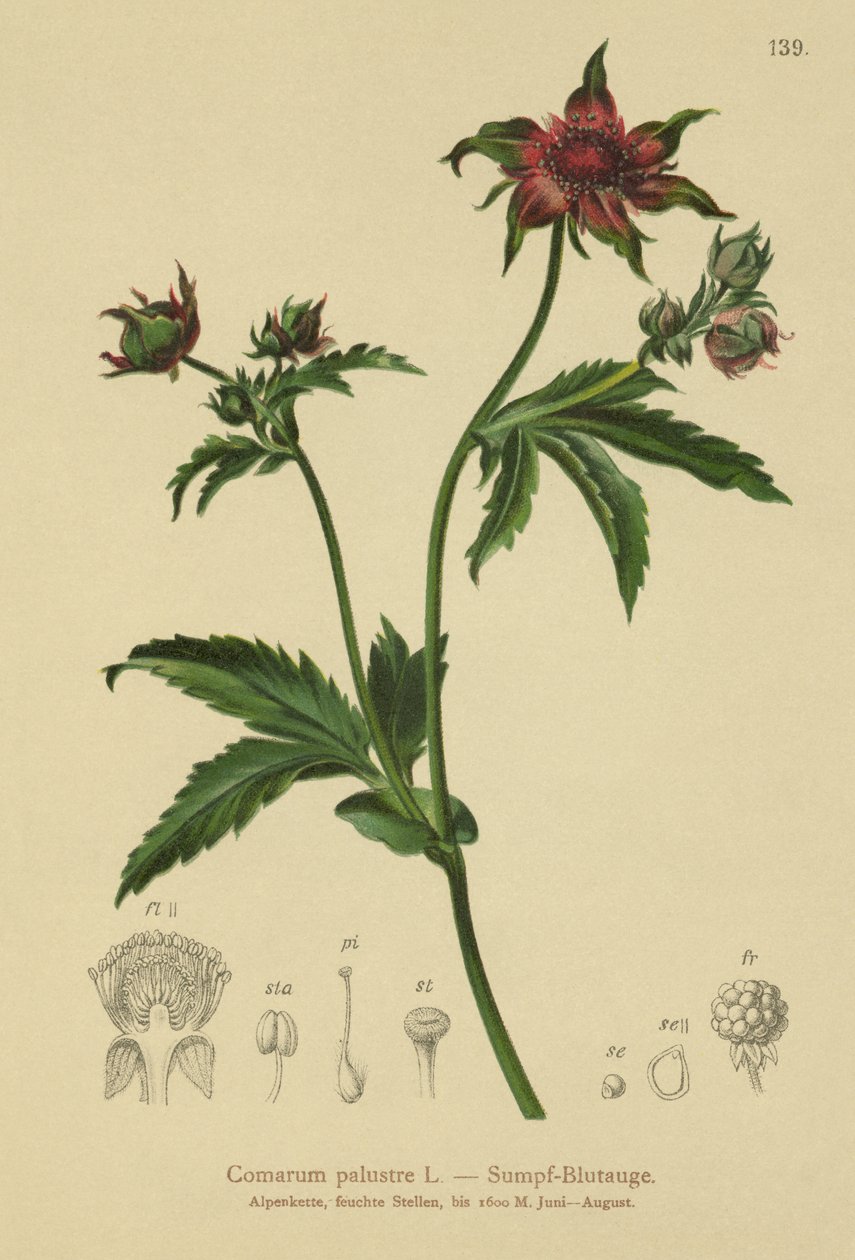 マーシュチンクエホイル（Comarum palustre、Potentilla palustris） 作： ドイツ語学校