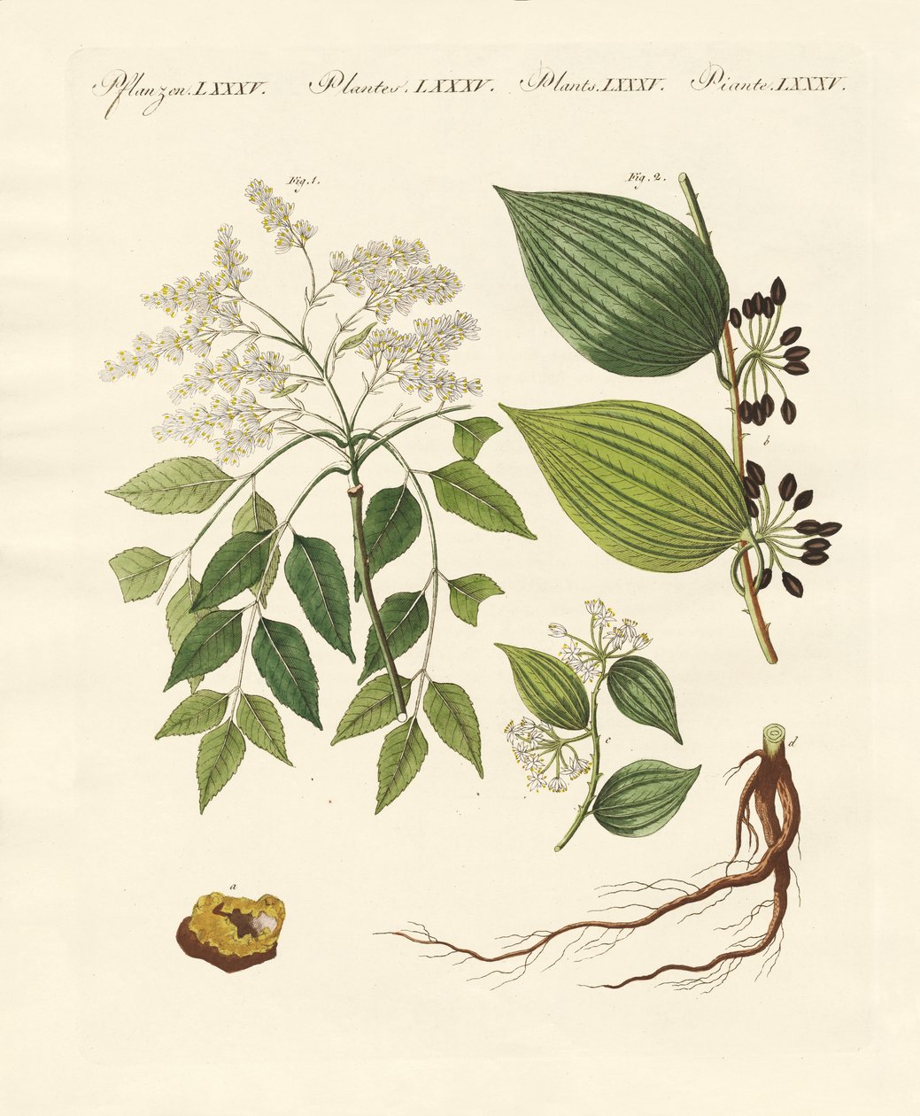 薬用植物 作： ドイツ語学校