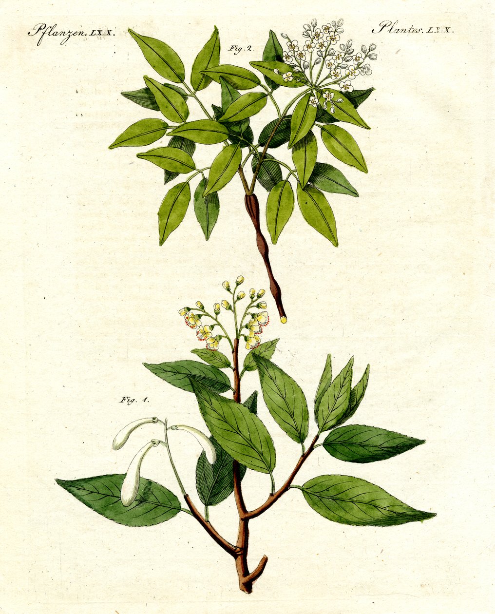 薬用植物 作： ドイツ語学校