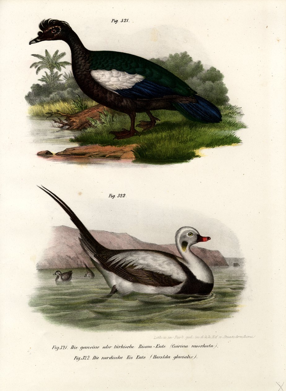 Muscovy Duck、1864 作： ドイツ語学校
