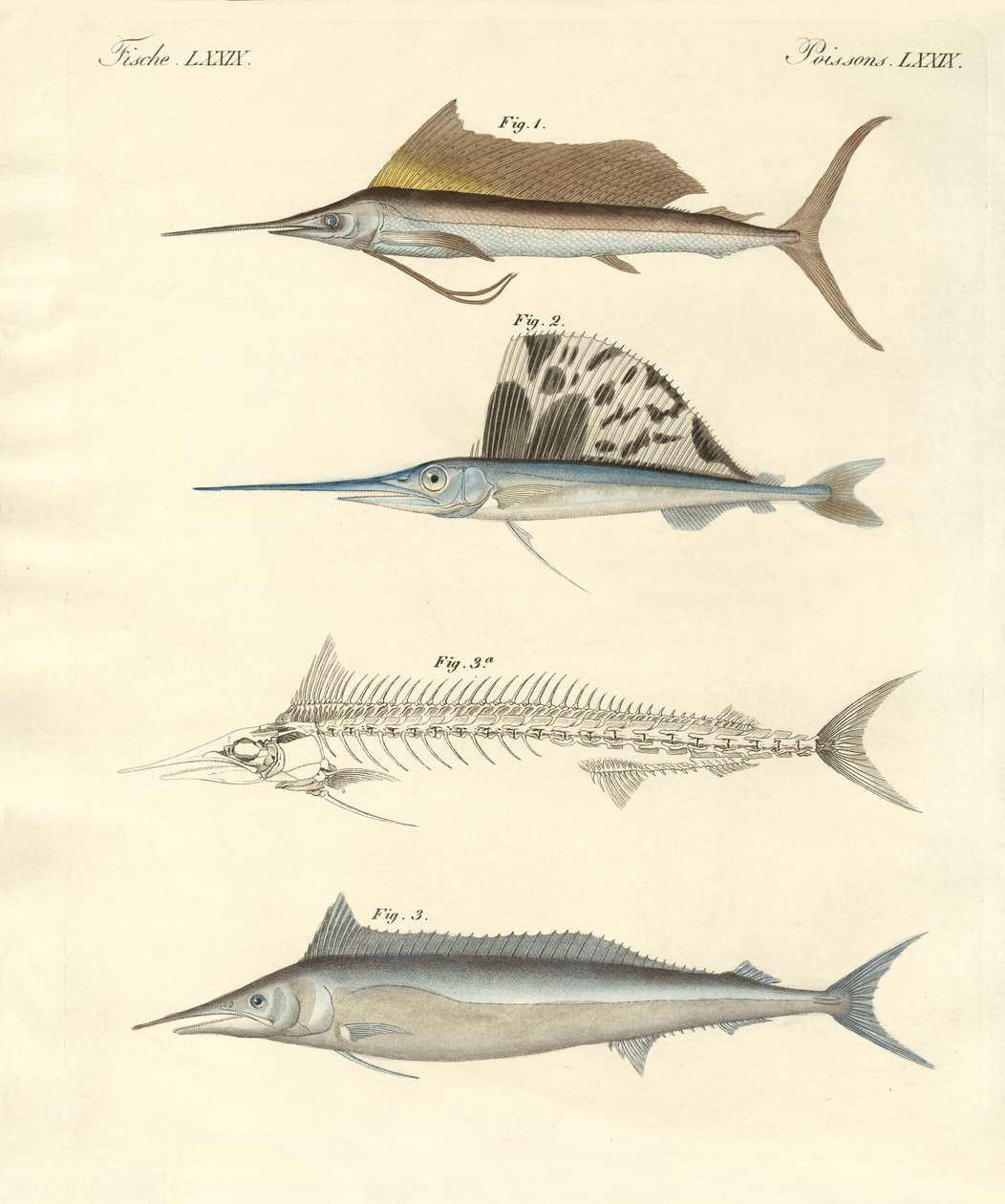新しい鯖のような魚（彩色された彫刻 作： ドイツ語学校