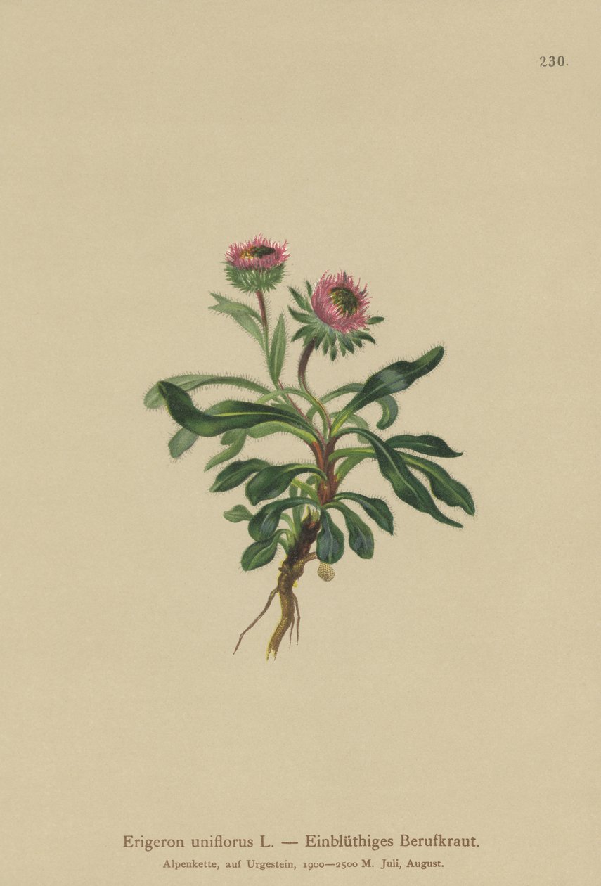 Oneflowerノミ（Erigeron uniflorus） 作： ドイツ語学校