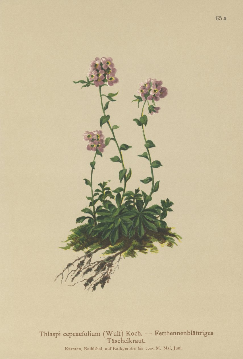 ペニークレス（Thlaspi cepeaefolium） 作： ドイツ語学校