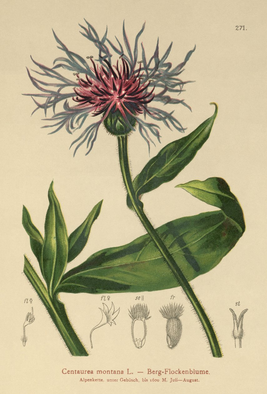 多年生ヤグルマギク（Centaurea montana） 作： ドイツ語学校