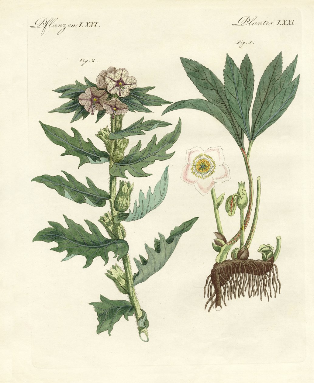 有毒なドイツの植物 作： ドイツ語学校