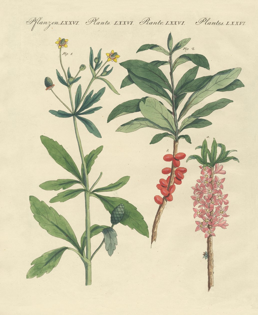 有毒なドイツの植物 作： ドイツ語学校
