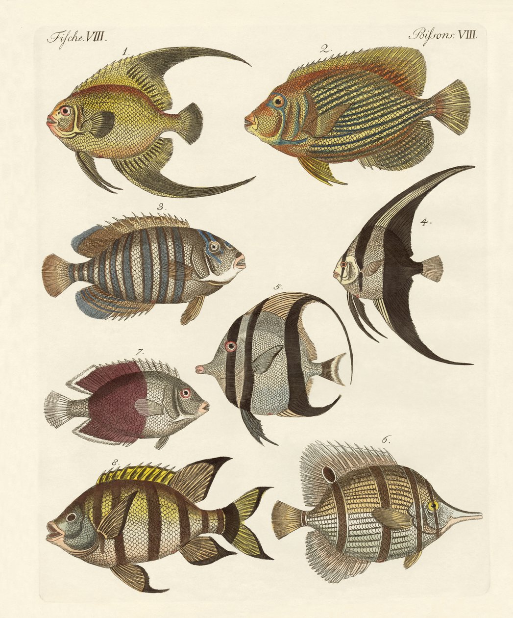 珍しいインドの魚 作： ドイツ語学校
