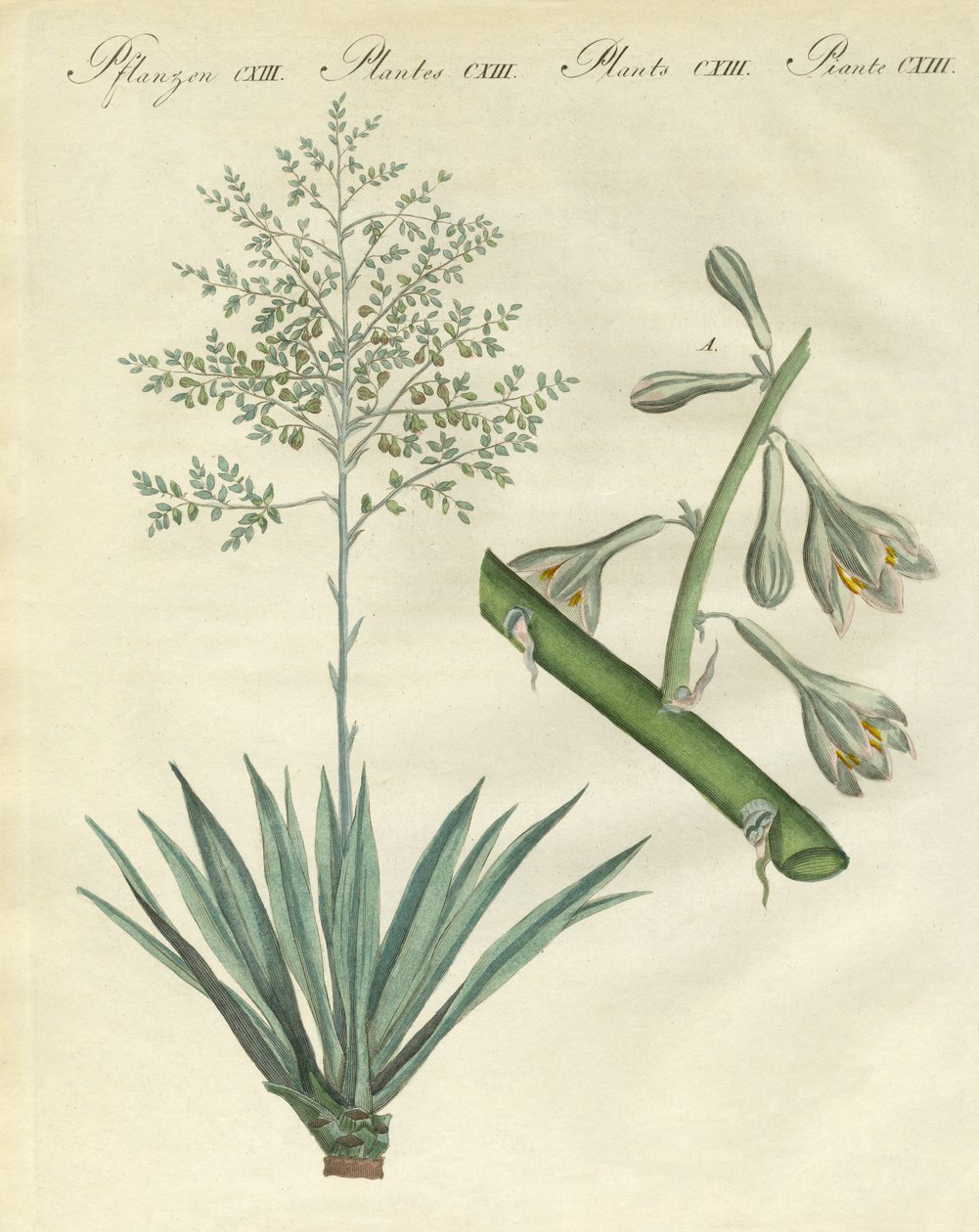海外の希少な植物（彩色された彫刻 作： ドイツ語学校