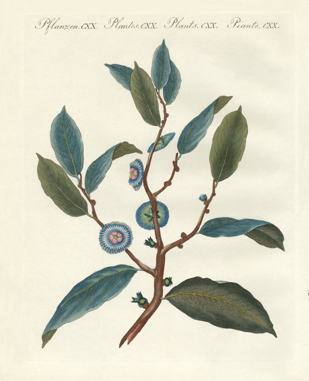 珍しい観葉植物 作： ドイツ語学校