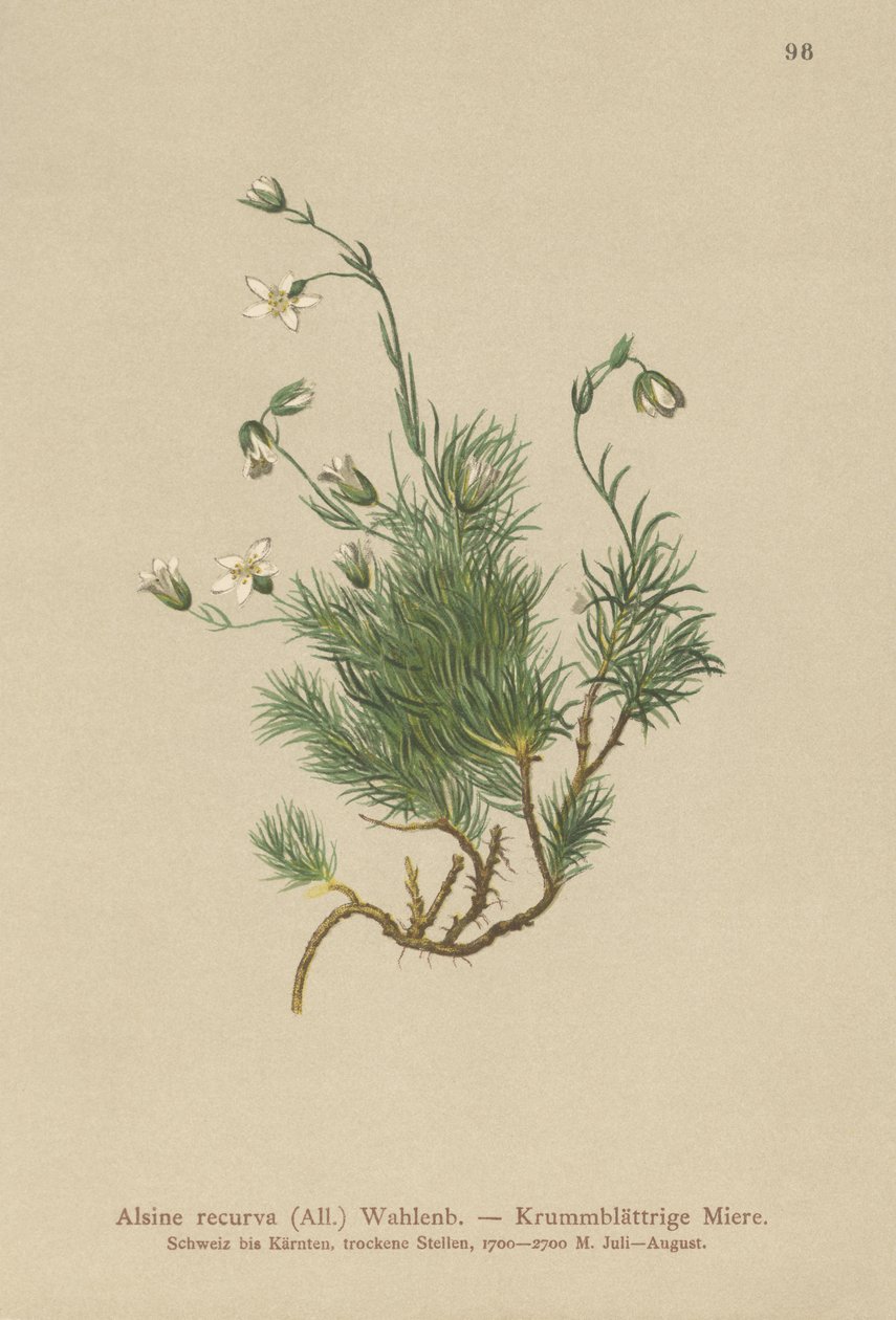 Recurved Sandwort（Alsine recurva、Minuartia recurva） 作： ドイツ語学校