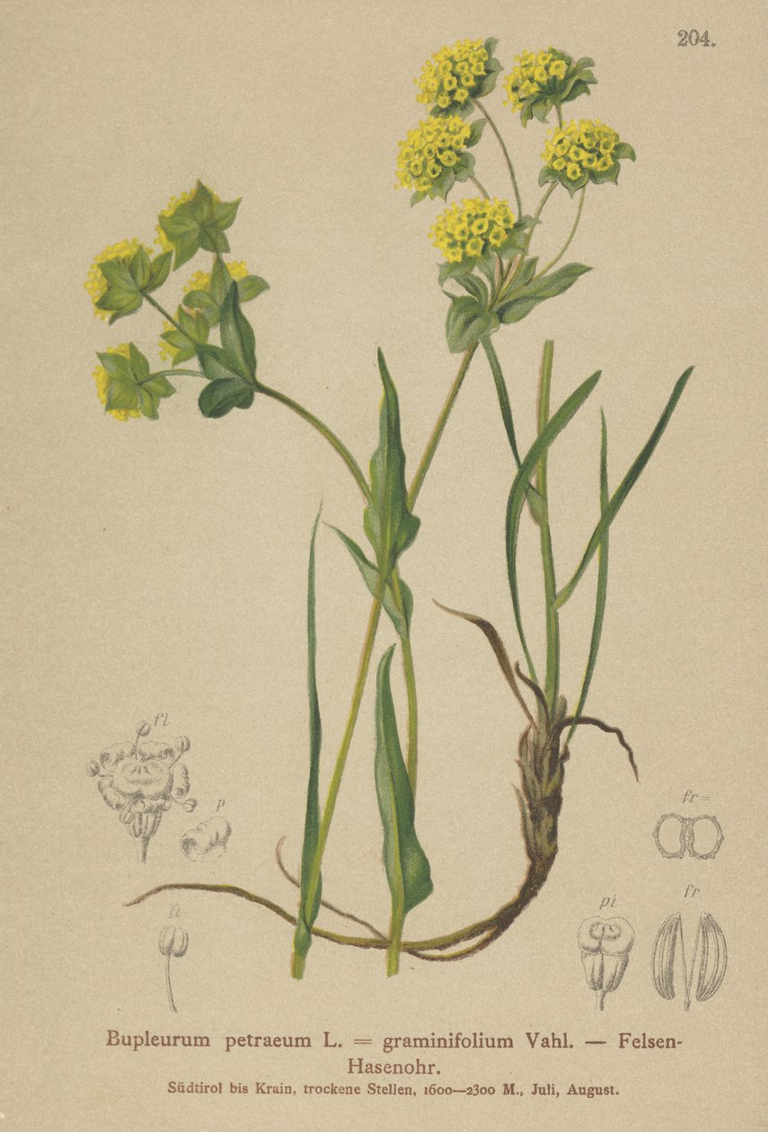 イワシの耳（Bupleurum petraeum、Bupleurum graminifolium） 作： ドイツ語学校