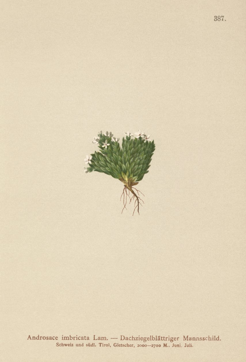 ロックジャスミン（Androsace imbricata、Aretia imbricata） 作： ドイツ語学校