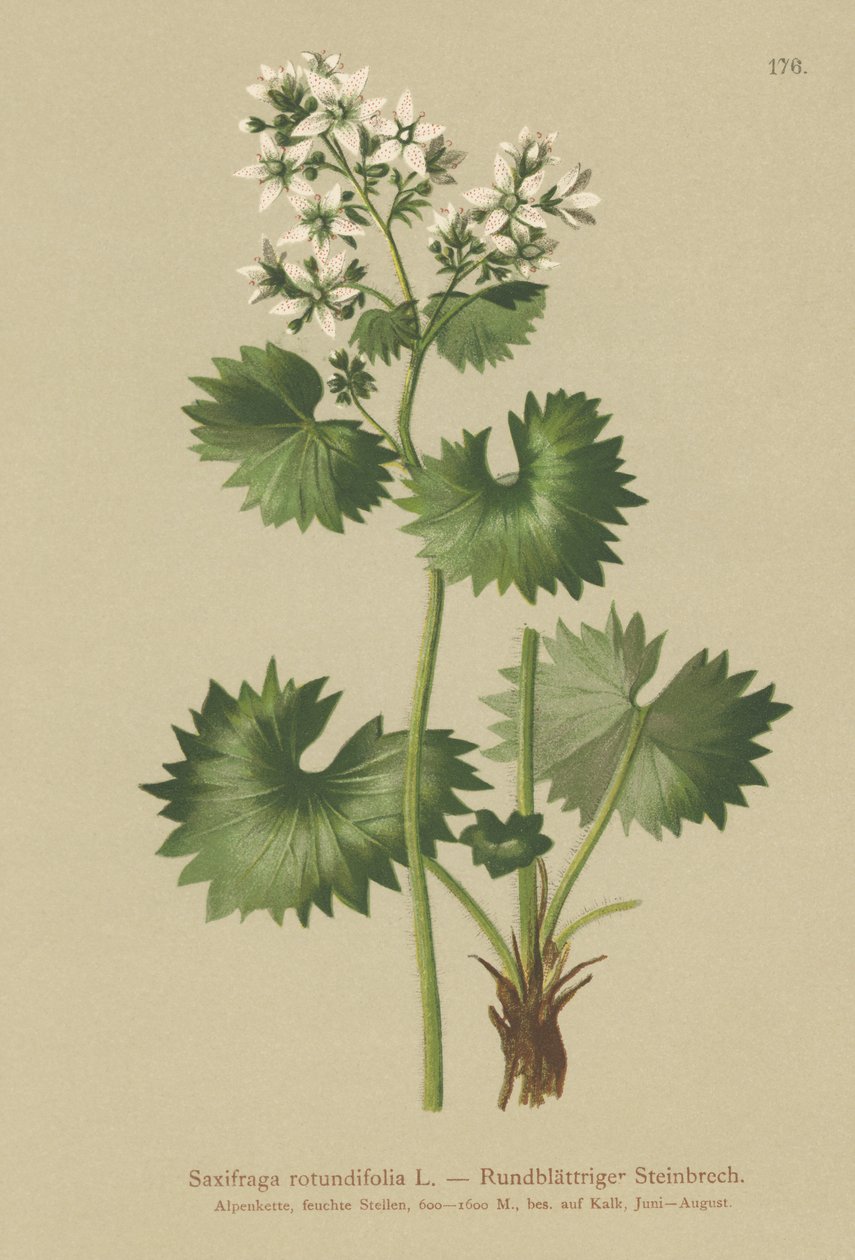 ラウンドリーブドSaxifrage（Saxifraga rotundifolia） 作： ドイツ語学校