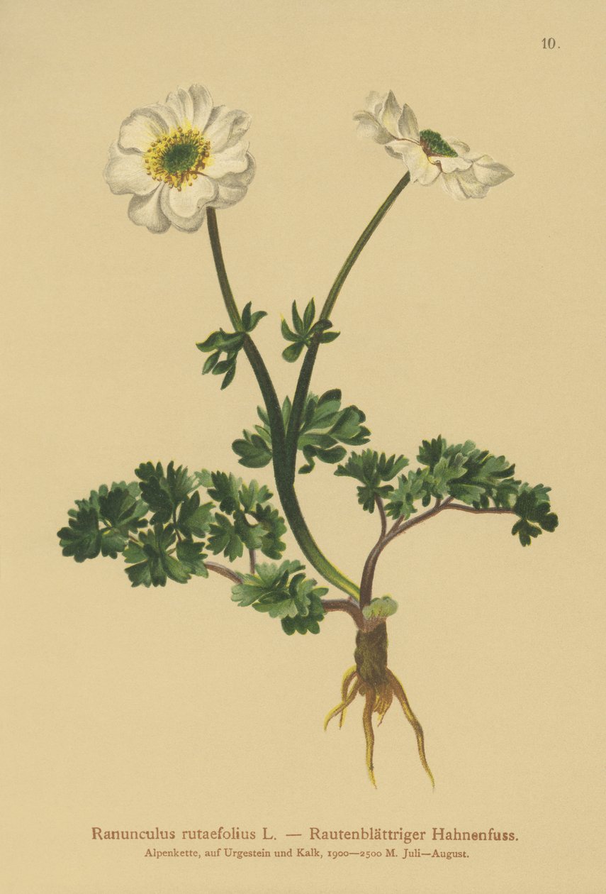 Rueがクロウフット（Ranunculus rutaefolius）を去りました 作： ドイツ語学校