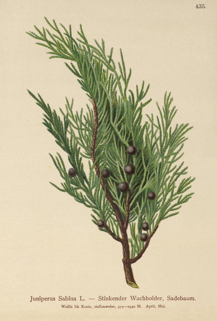 サビンジュニパー（Juniperus Sabina） 作： ドイツ語学校