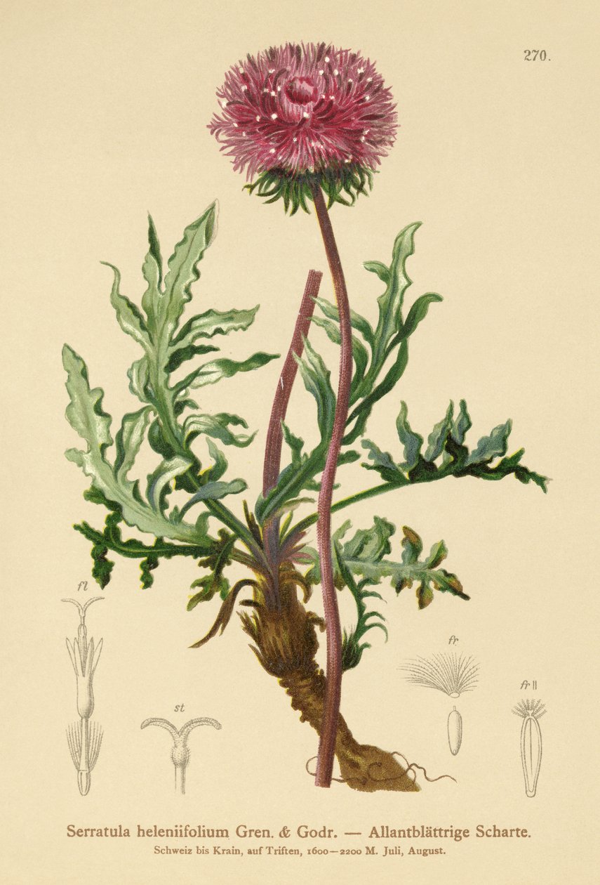セラトゥラ（Serratula heleniifolium） 作： ドイツ語学校