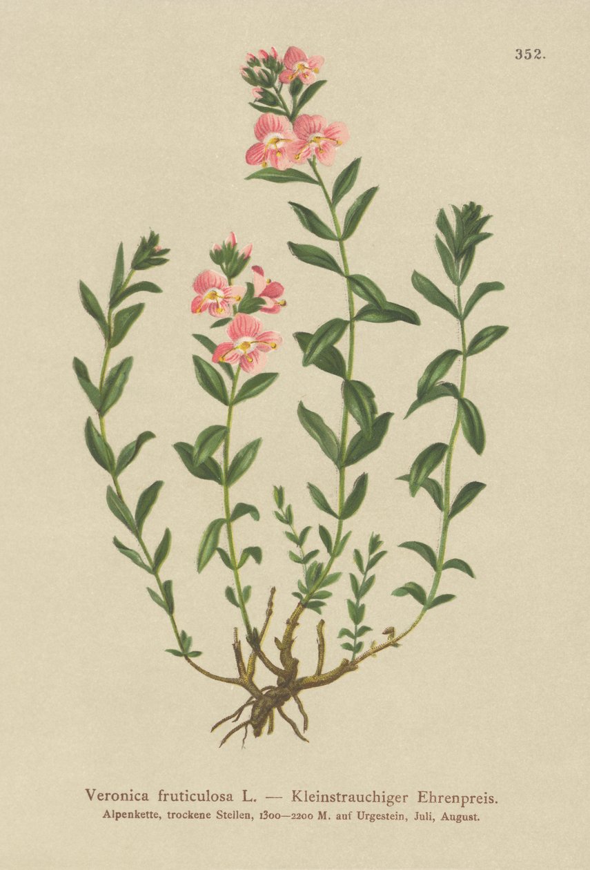 低木スピードウェル（Veronica fruticulosa、Veronica frutescens） 作： ドイツ語学校