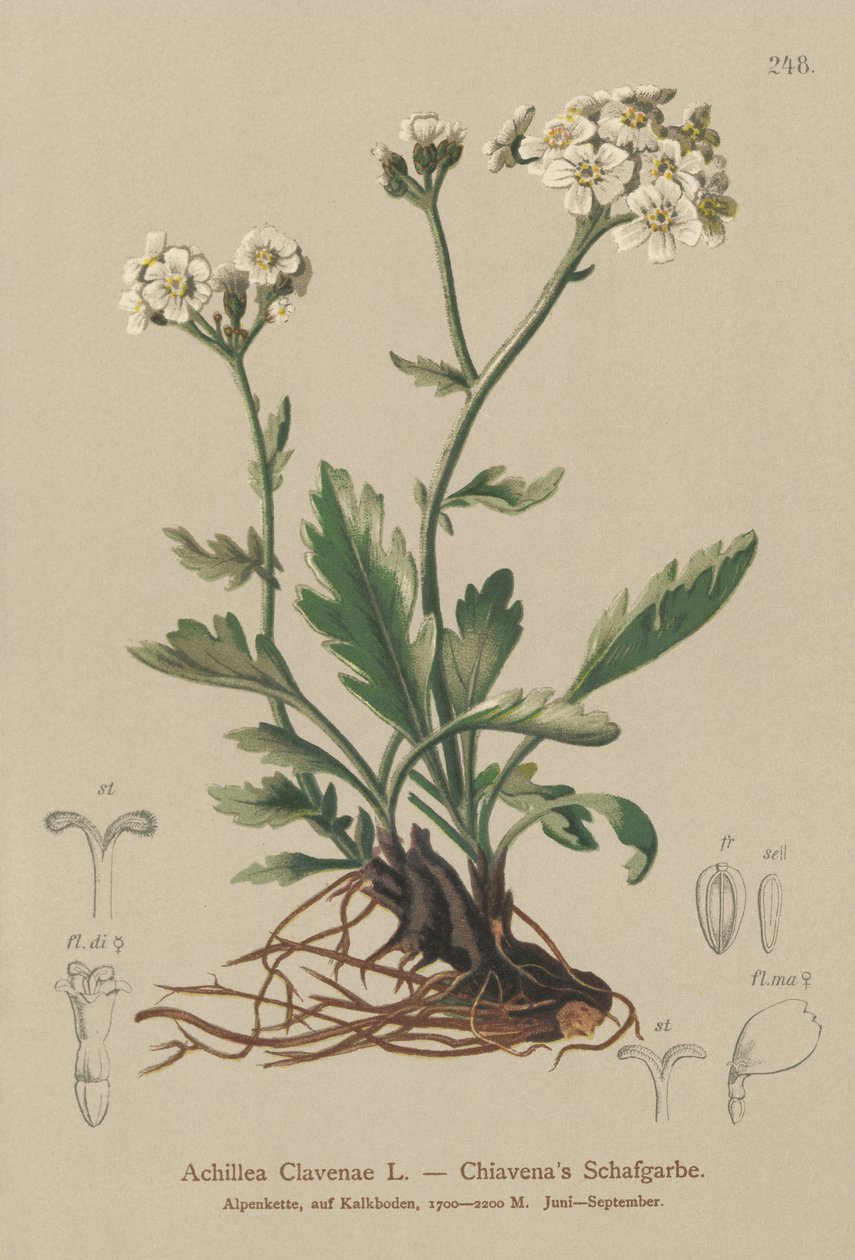 銀色のノコギリソウ（Achillea Clavenae） 作： ドイツ語学校