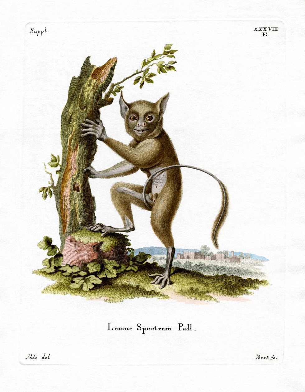 Spectral Tarsier (カラー・エングレービング) 作： ドイツ語学校