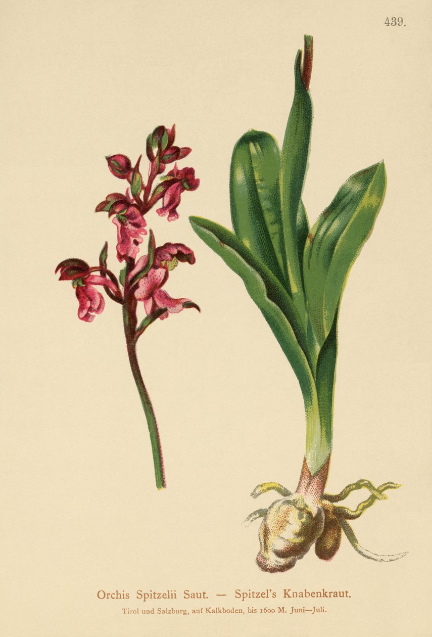 スピッツェルオーキッド（Orchis Spitzelii） 作： ドイツ語学校