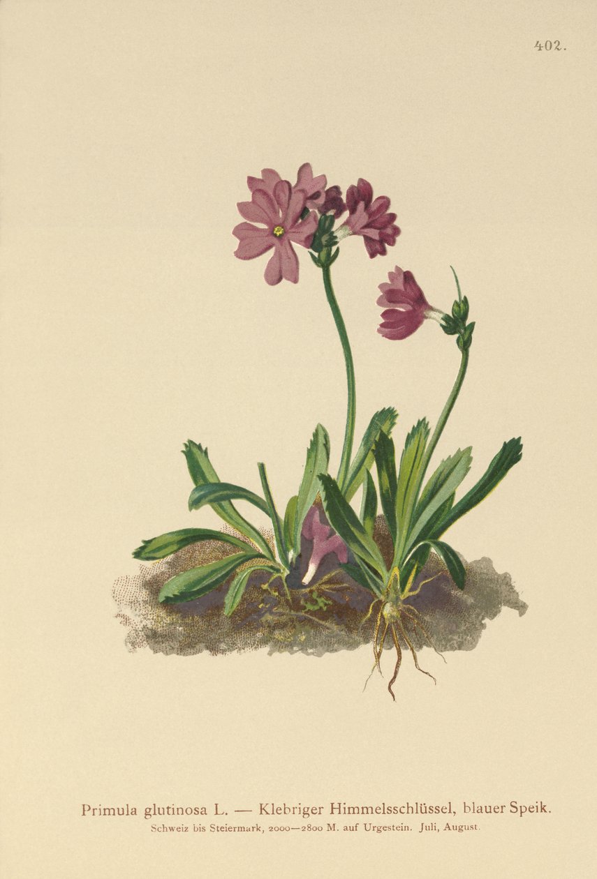 粘着性サクラソウ（Primula glutinosa） 作： ドイツ語学校