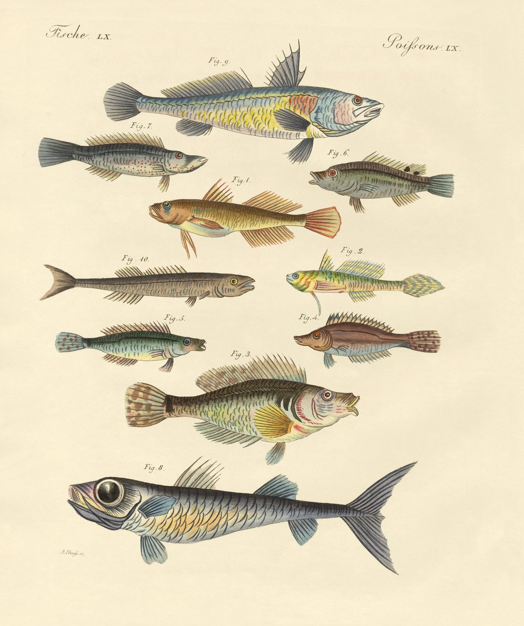 奇妙で美しい魚（彩色済み彫刻 作： ドイツ語学校