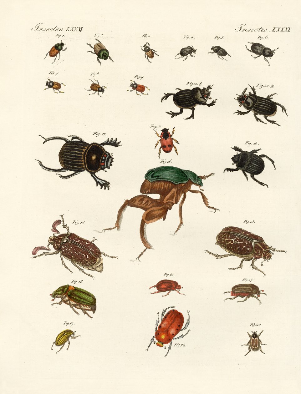 奇妙なカブトムシ（彩色済み彫刻 作： ドイツ語学校