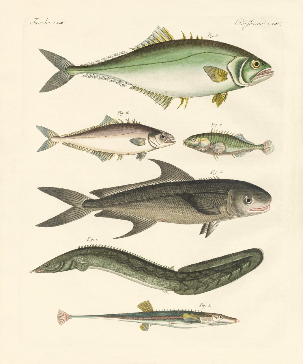 奇妙な魚（彩色された彫刻 作： ドイツ語学校