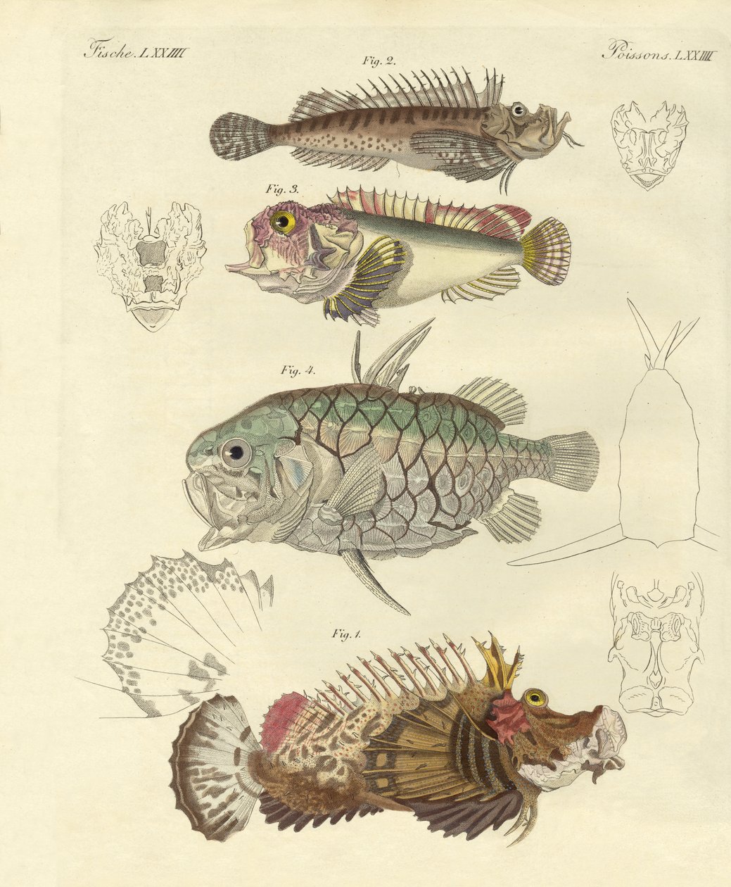 奇妙な魚（彩色された彫刻 作： ドイツ語学校
