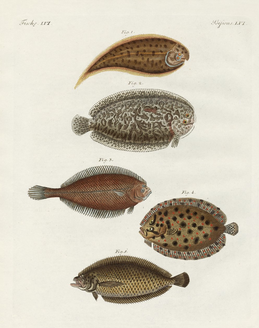 奇妙な魚（彩色された彫刻 作： ドイツ語学校