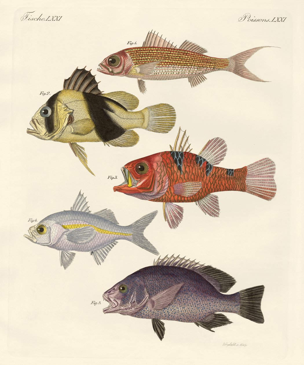 奇妙な魚（彩色された彫刻 作： ドイツ語学校