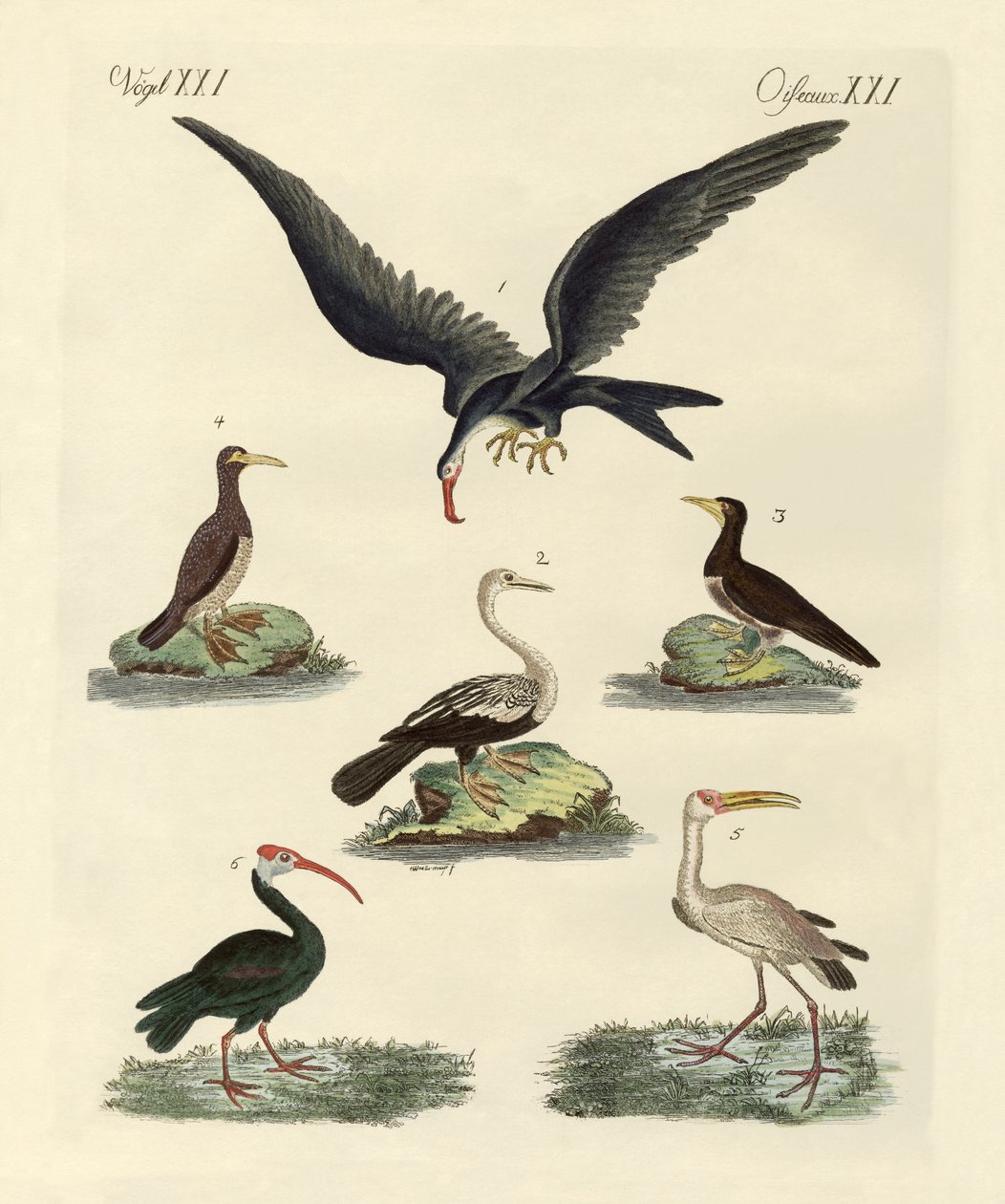 奇妙な沼地の鳥と水鳥 作： ドイツ語学校