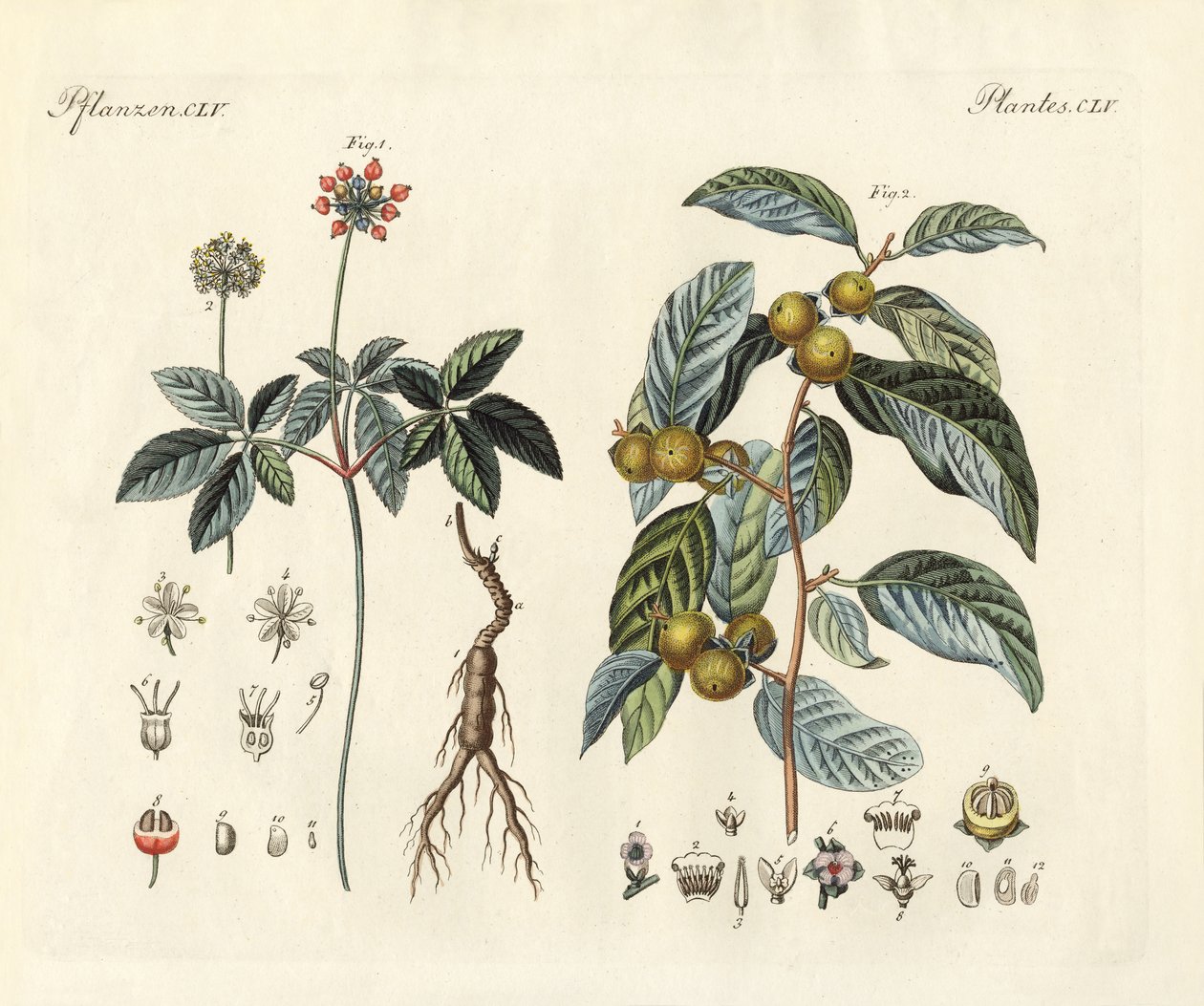 奇妙な植物（彩色された彫刻 作： ドイツ語学校