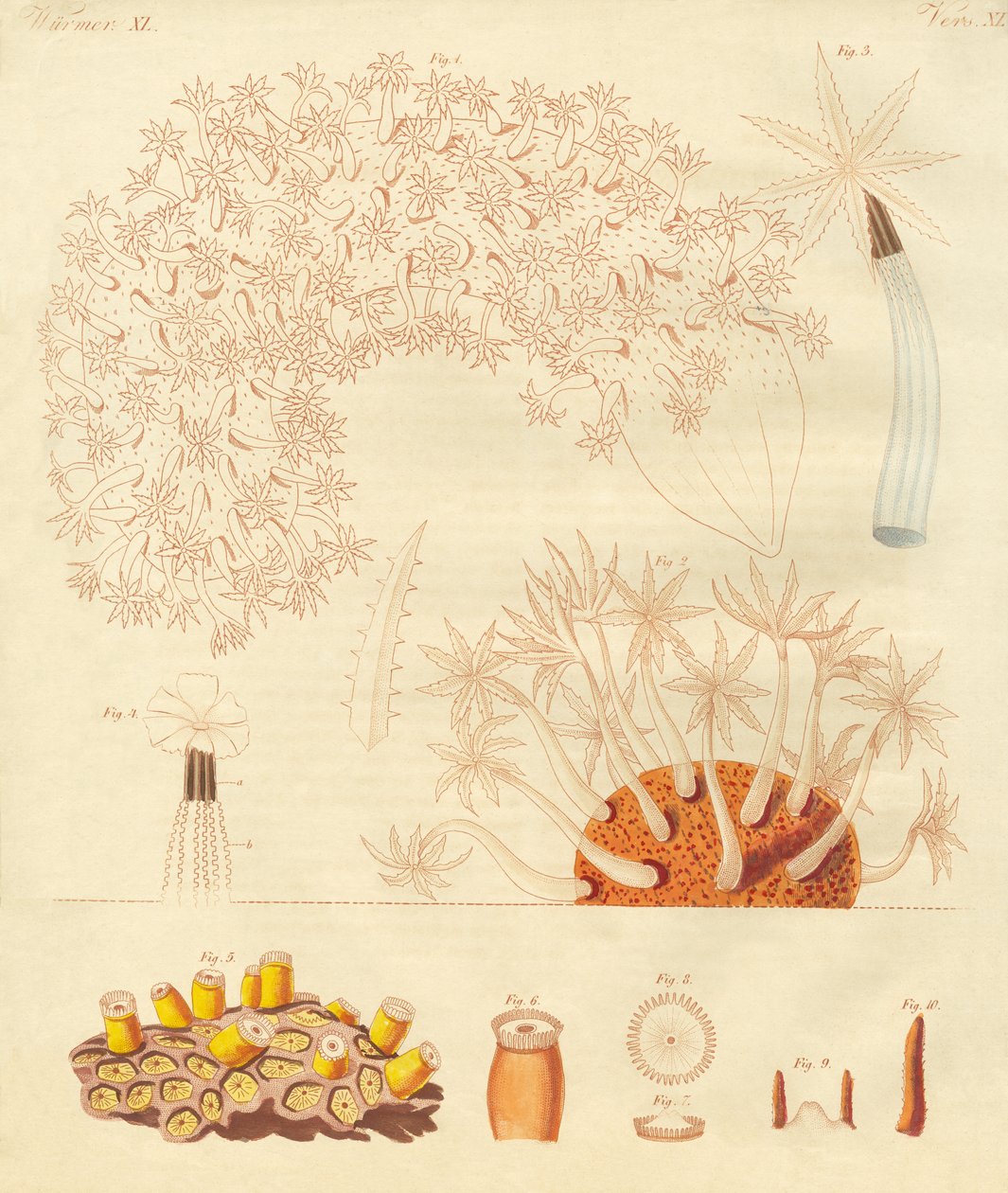 奇妙な虫、zoophytes（彩色彫刻 作： ドイツ語学校