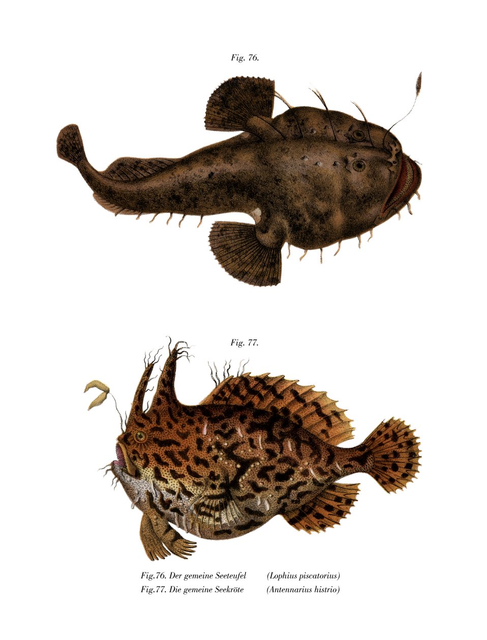 The Monkfish（カラーリトグラフ 作： ドイツ語学校