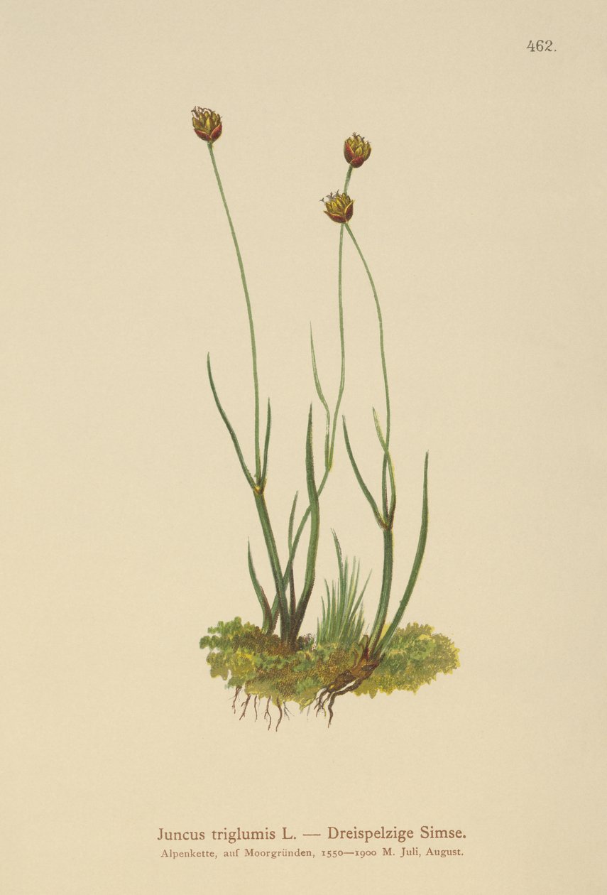 3殻のラッシュ（Juncus triglumis） 作： ドイツ語学校