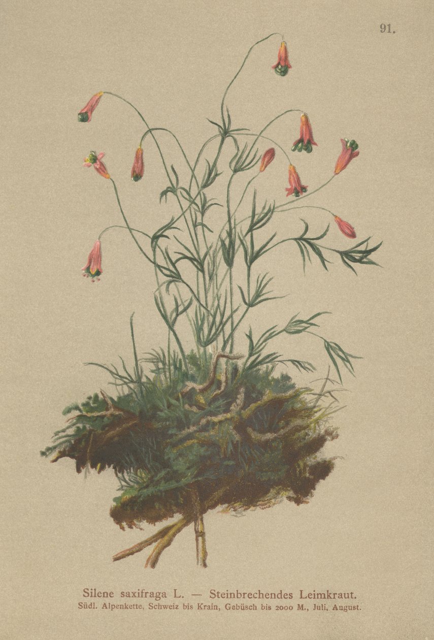 キンクロハジロ（Silene saxifraga） 作： ドイツ語学校