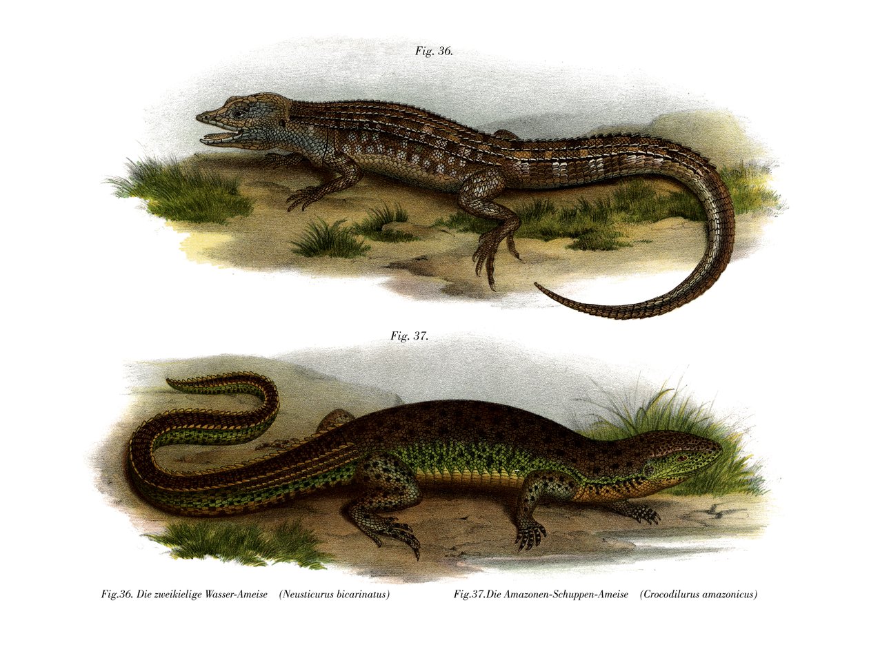 二面性のあるNeusticurus（カラーリトグラフ 作： ドイツ語学校