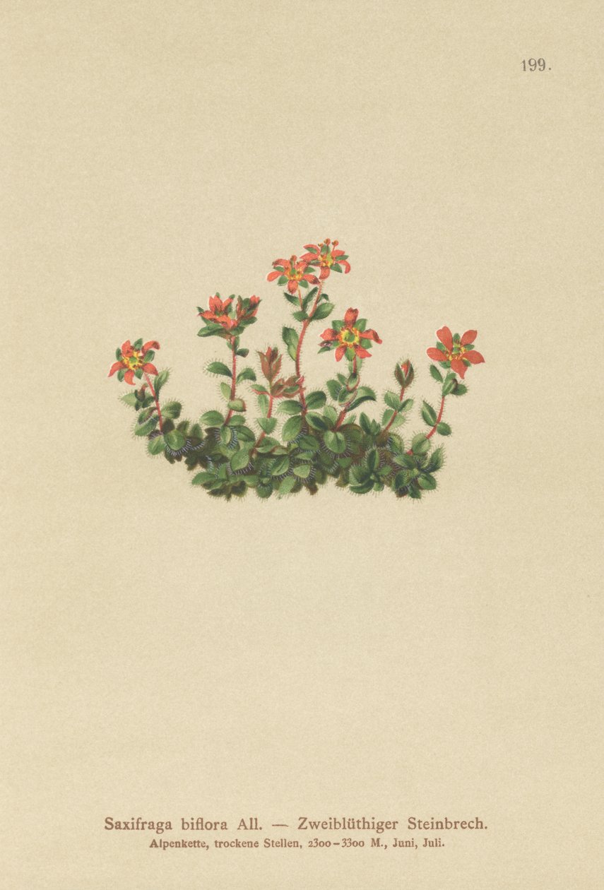 2つの開花サキシフラゲ（Saxifraga biflora） 作： ドイツ語学校