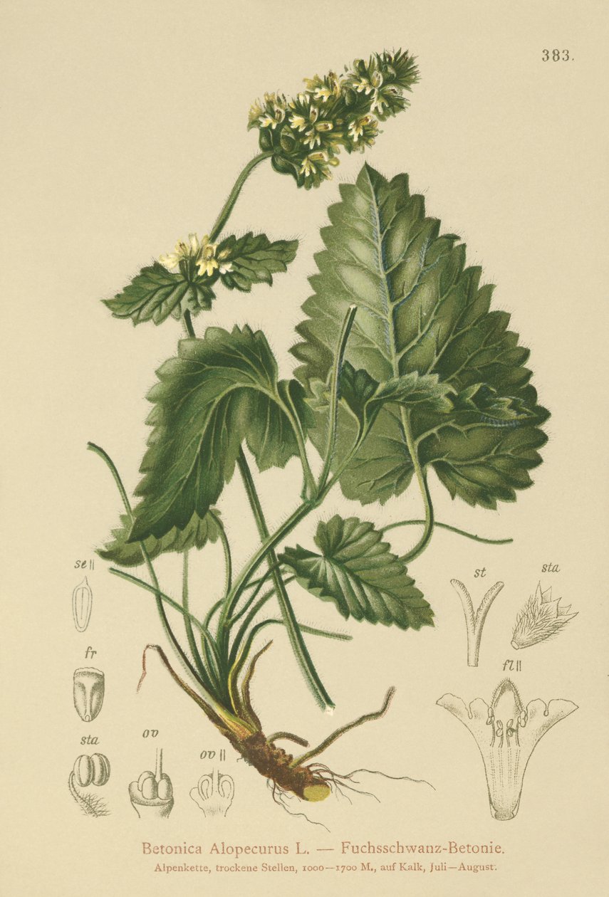 黄色ベトニー（Betonica Alopecurus、Stachys alopecuros） 作： ドイツ語学校
