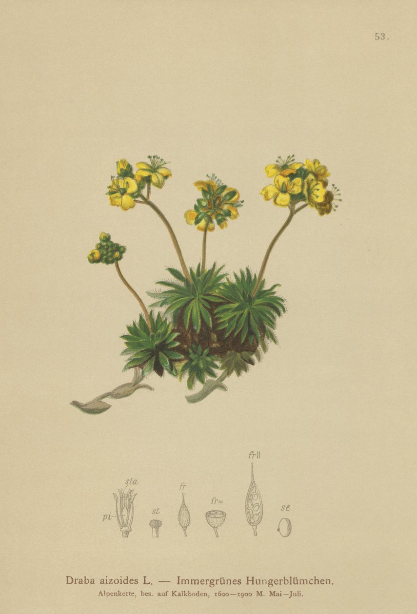 黄色のホイットローグラス（Draba aizoides） 作： ドイツ語学校