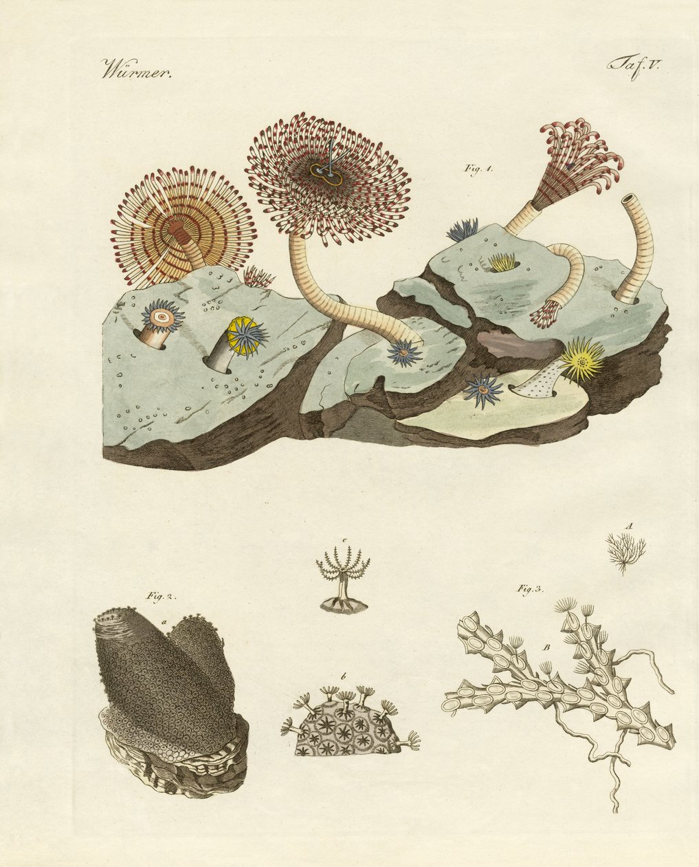 動植物と動植物 作： ドイツ語学校