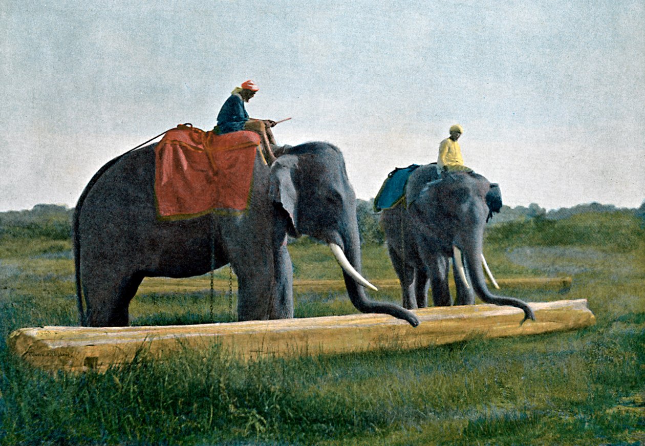 丸太を動かす象、セイロン、c1890 作： ギロット