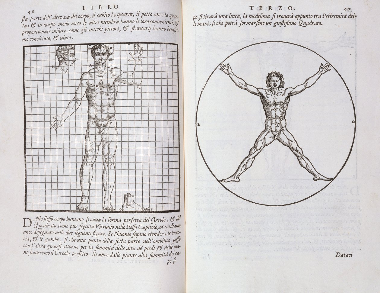 1590年に公開された「Della Architettura」からの人体に基づく理想的なプロポーション 作： ジョヴァンニ・アントニオ・ルスコーニ