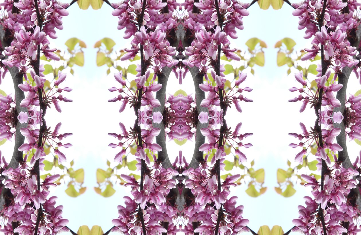 Unnatural 160.3（デジタル処理された写真 作： ジョヴァンニ・カファーニャ
