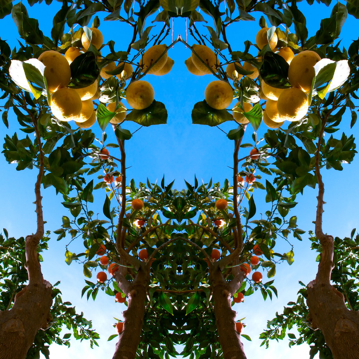 Unnatural 78（デジタル処理された写真） 作： ジョヴァンニ・カファーニャ