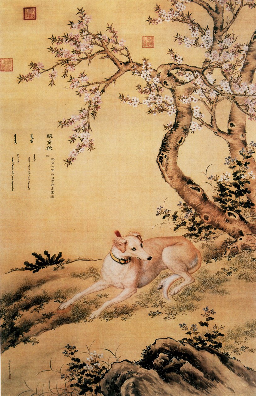 Ten Prized Dogs AlbumのチャイニーズグレイハウンドであるShanxing Wolf（睒星狼）の写真 作： ジュゼッペ・カスティリオーネ