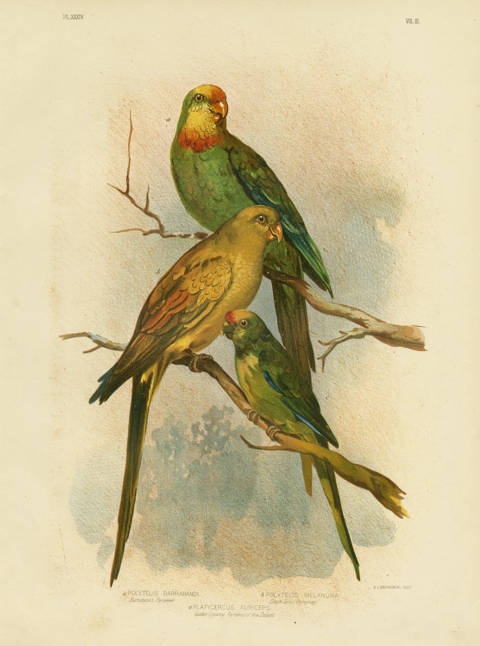 バラバンドのインコ、1891 作： Gracius Broinowski