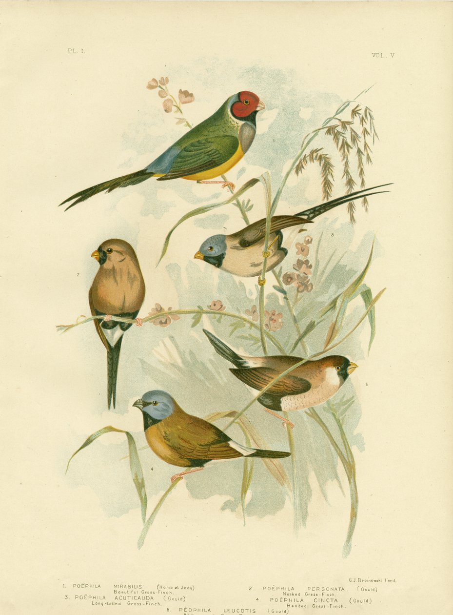 美しいグラスフィンチ、1891 作： Gracius Broinowski